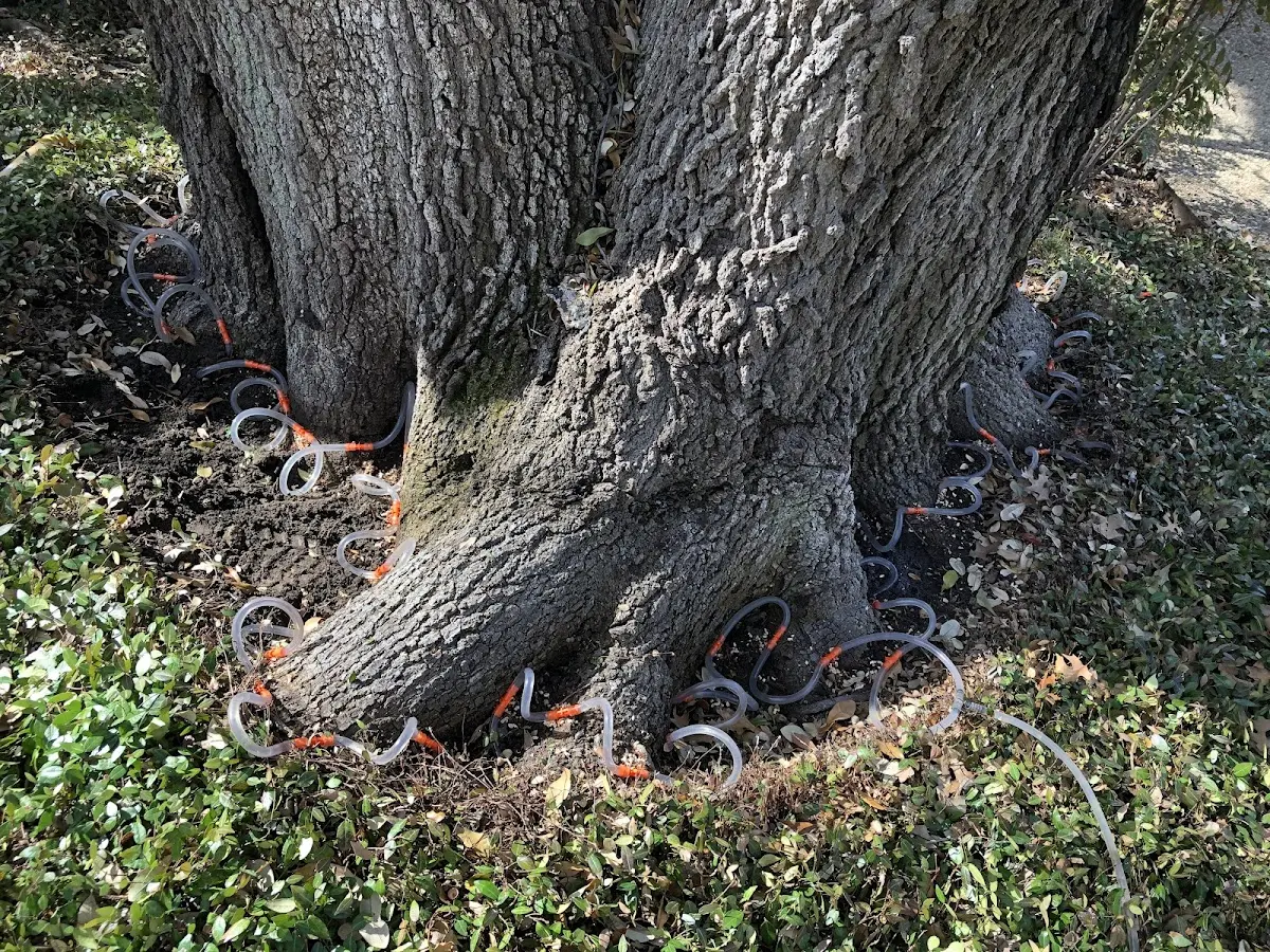 Detailed Tree Cabling and Bracing job site in New Stuyahok