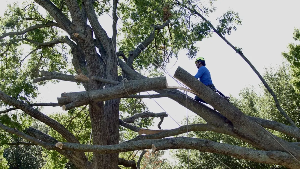 Professional Hazardous Tree Removal performed by certified arborists in New Stuyahok