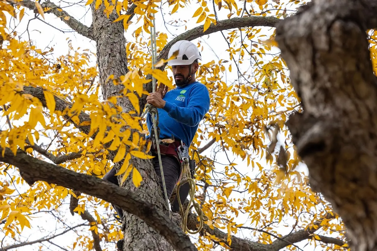 Skilled Tree Pruning crew working in New Stuyahok